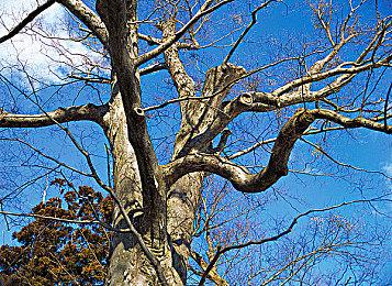 《鬼武者：剑之道》新视频 弹反操作细节介绍